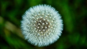 Preview wallpaper fluff, macro, dandelion, flower, white, blur