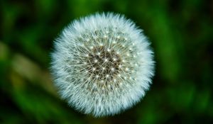 Preview wallpaper fluff, macro, dandelion, flower, white, blur