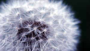 Preview wallpaper fluff, macro, dandelion, flower, white