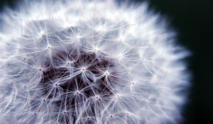 Preview wallpaper fluff, macro, dandelion, flower, white