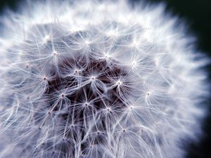 Preview wallpaper fluff, macro, dandelion, flower, white