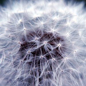 Preview wallpaper fluff, macro, dandelion, flower, white