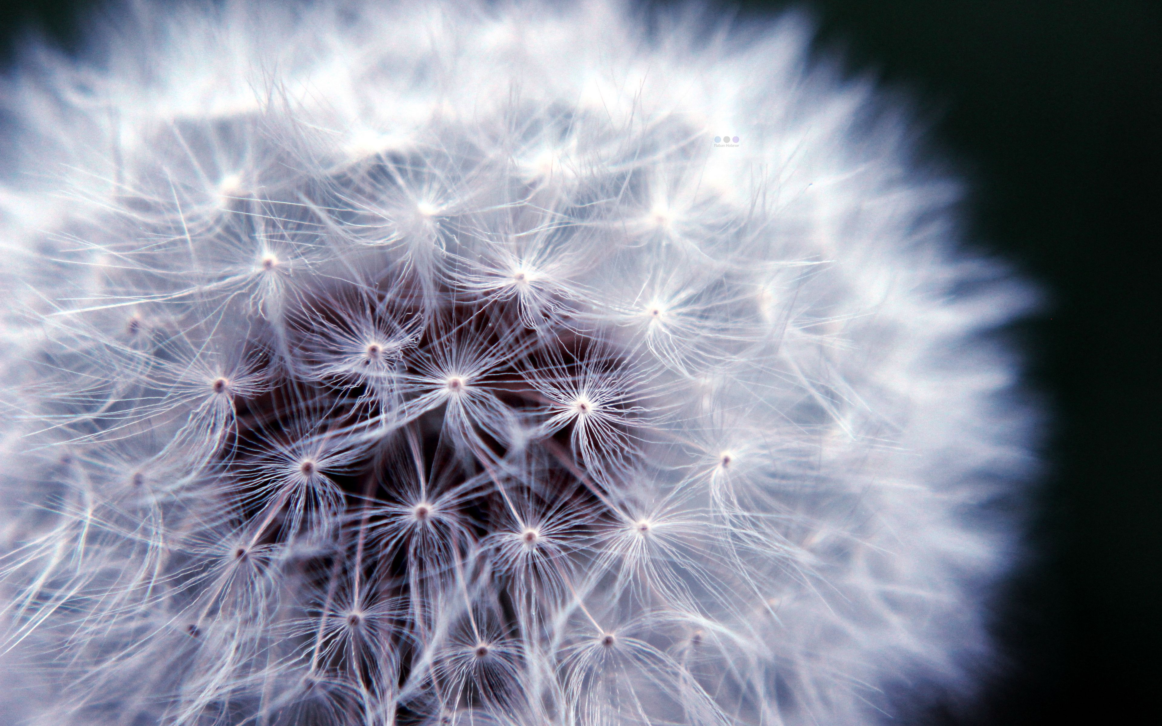 Download wallpaper 3840x2400 fluff, macro, dandelion, flower, white 4k