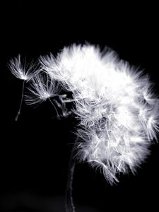 Preview wallpaper fluff, macro, flower, dandelion