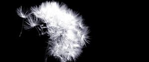 Preview wallpaper fluff, macro, flower, dandelion