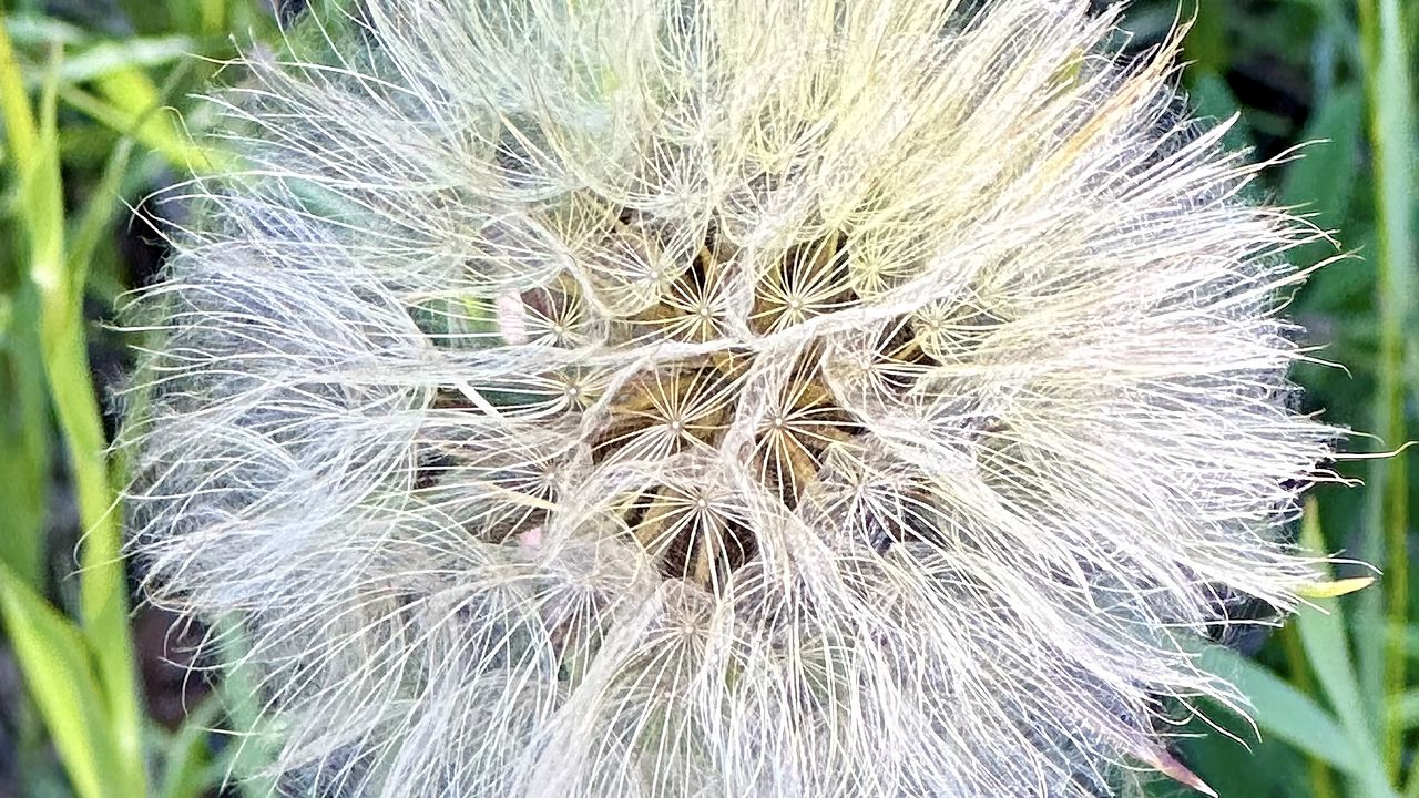 Wallpaper fluff, white, macro, dandelion, flower