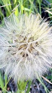 Preview wallpaper fluff, white, macro, dandelion, flower