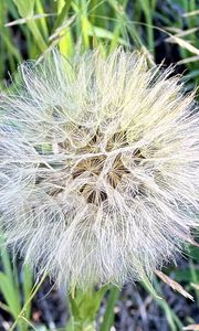 Preview wallpaper fluff, white, macro, dandelion, flower