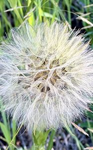 Preview wallpaper fluff, white, macro, dandelion, flower