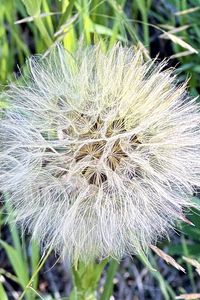 Preview wallpaper fluff, white, macro, dandelion, flower