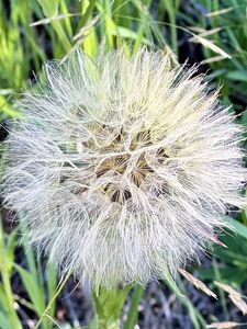 Preview wallpaper fluff, white, macro, dandelion, flower