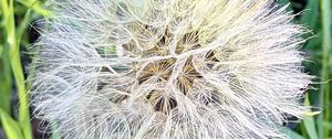 Preview wallpaper fluff, white, macro, dandelion, flower