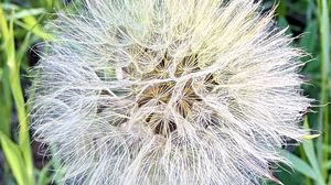 Preview wallpaper fluff, white, macro, dandelion, flower