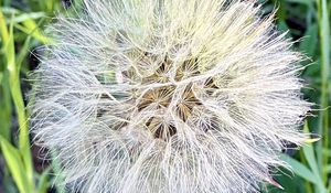 Preview wallpaper fluff, white, macro, dandelion, flower