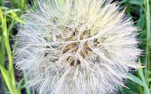 Preview wallpaper fluff, white, macro, dandelion, flower