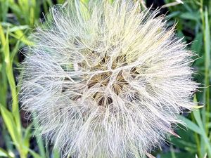 Preview wallpaper fluff, white, macro, dandelion, flower