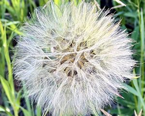 Preview wallpaper fluff, white, macro, dandelion, flower