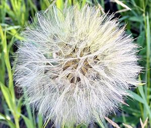 Preview wallpaper fluff, white, macro, dandelion, flower