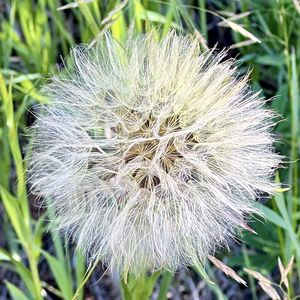 Preview wallpaper fluff, white, macro, dandelion, flower