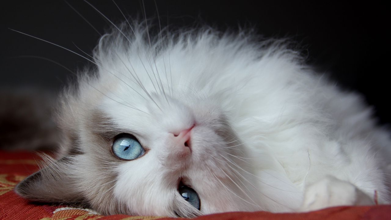 Wallpaper fluffy cat, cat, lies, eyes, handsome cat