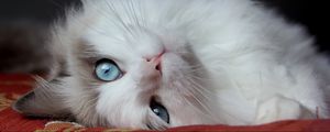 Preview wallpaper fluffy cat, cat, lies, eyes, handsome cat