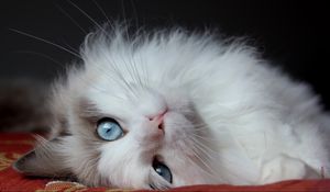 Preview wallpaper fluffy cat, cat, lies, eyes, handsome cat