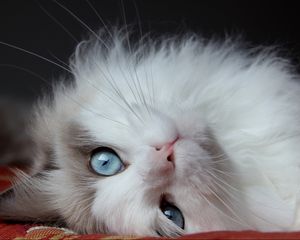 Preview wallpaper fluffy cat, cat, lies, eyes, handsome cat