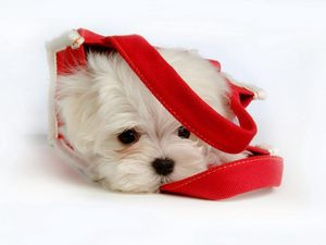 Preview wallpaper fluffy, puppy, snout, bag, lying