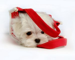 Preview wallpaper fluffy, puppy, snout, bag, lying