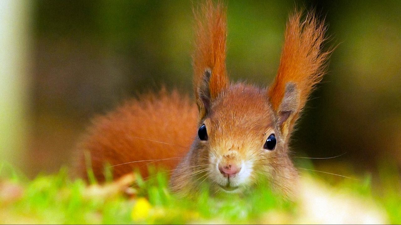 Wallpaper fluffy, red, squirrel, ears, head