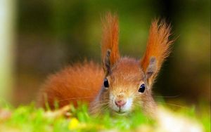 Preview wallpaper fluffy, red, squirrel, ears, head