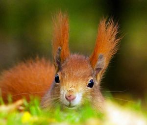 Preview wallpaper fluffy, red, squirrel, ears, head