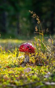 Preview wallpaper fly agaric, amanita, mushroom, grass, autumn, forest