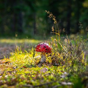 Preview wallpaper fly agaric, amanita, mushroom, grass, autumn, forest