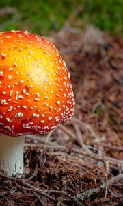 Preview wallpaper fly agaric, mushroom, autumn, foliage