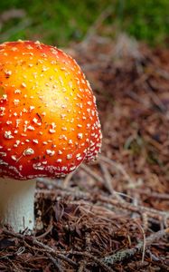 Preview wallpaper fly agaric, mushroom, autumn, foliage