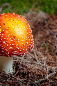 Preview wallpaper fly agaric, mushroom, autumn, foliage
