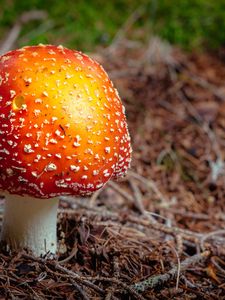 Preview wallpaper fly agaric, mushroom, autumn, foliage