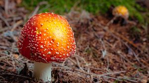 Preview wallpaper fly agaric, mushroom, autumn, foliage
