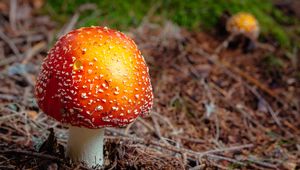 Preview wallpaper fly agaric, mushroom, autumn, foliage