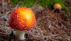 Preview wallpaper fly agaric, mushroom, autumn, foliage