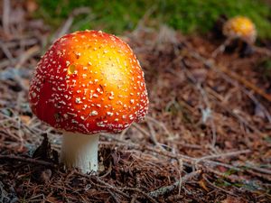 Preview wallpaper fly agaric, mushroom, autumn, foliage