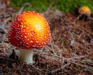 Preview wallpaper fly agaric, mushroom, autumn, foliage