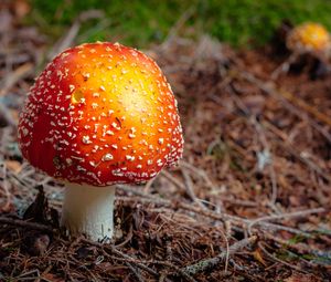 Preview wallpaper fly agaric, mushroom, autumn, foliage