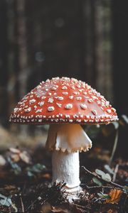 Preview wallpaper fly agaric, mushroom, fall, foliage