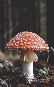 Preview wallpaper fly agaric, mushroom, fall, foliage