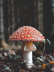 Preview wallpaper fly agaric, mushroom, fall, foliage