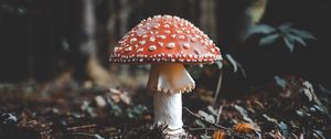 Preview wallpaper fly agaric, mushroom, fall, foliage