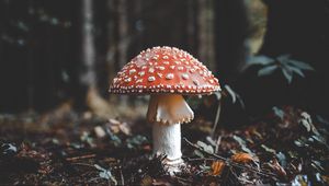 Preview wallpaper fly agaric, mushroom, fall, foliage