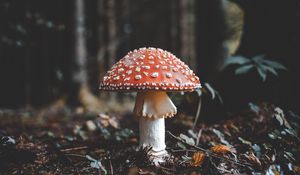 Preview wallpaper fly agaric, mushroom, fall, foliage